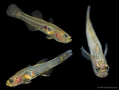 Gobiopterus brachypterus • © CMBS photography team • All Rights Reserved