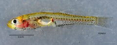 Gobiopterus brachypterus • © Yi Youguang • All Rights Reserved