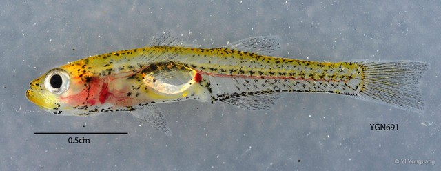 Gobiopterus brachypterus • © Yi Youguang • All Rights Reserved