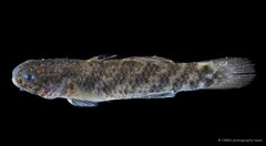 Hemigobius hoevenii • © CMBS photography team • All Rights Reserved