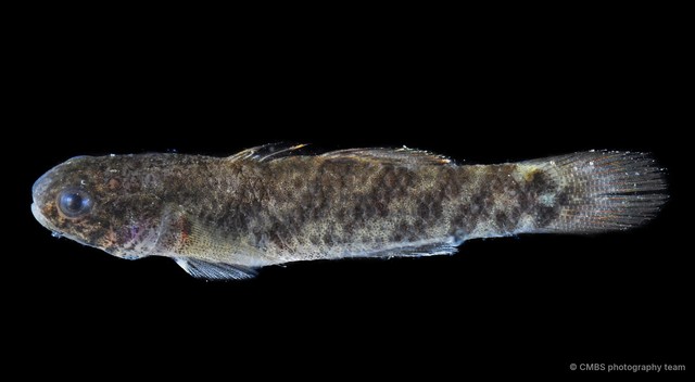 Hemigobius hoevenii