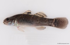 Hemigobius melanurus • © CMBS photography team • All Rights Reserved