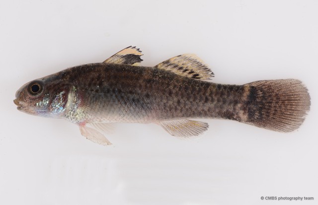 Hemigobius melanurus • © CMBS photography team • All Rights Reserved