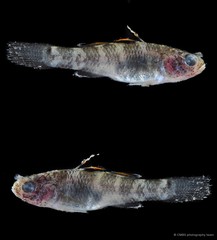 Hemigobius melanurus • © CMBS photography team • All Rights Reserved