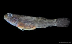 Hemigobius melanurus • © CMBS photography team • All Rights Reserved