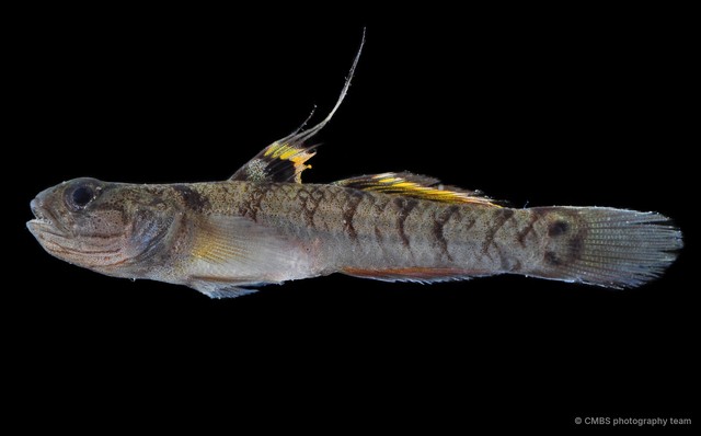 Mugilogobius chulae • © CMBS photography team • All Rights Reserved