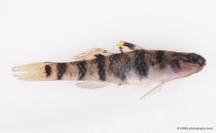 Mugilogobius fasciatus • © CMBS photography team • All Rights Reserved