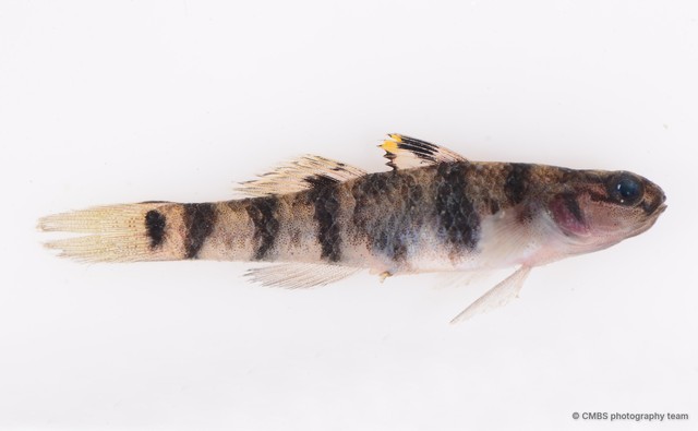 Mugilogobius fasciatus • © CMBS photography team • All Rights Reserved