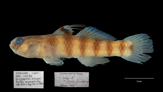 Mugilogobius fasciatus