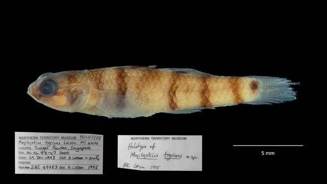 Mugilogobius tigrinus • © Shivaram Rasu • All Rights Reserved