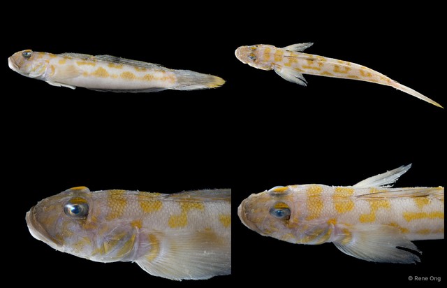 Oxyurichthys sp. "SEA-4072" • © Rene Ong • All Rights Reserved