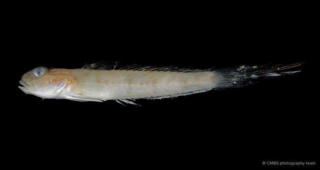 Oxyurichthys papuensis • © CMBS photography team • All Rights Reserved