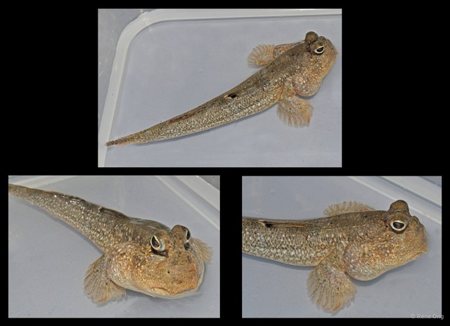 Periophthalmodon schlosseri