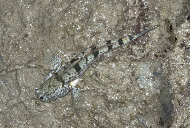 Periophthalmus chrysospilos
