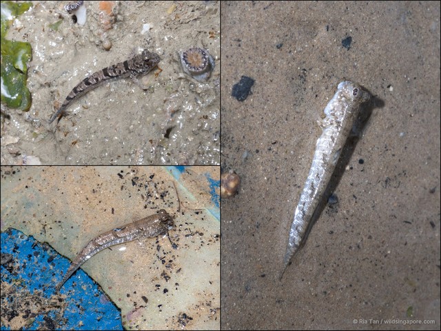 Periophthalmus gracilis • © Ria Tan • All Rights Reserved