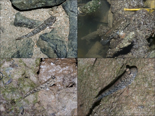 Periophthalmus variabilis