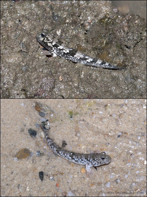 Periophthalmus variabilis