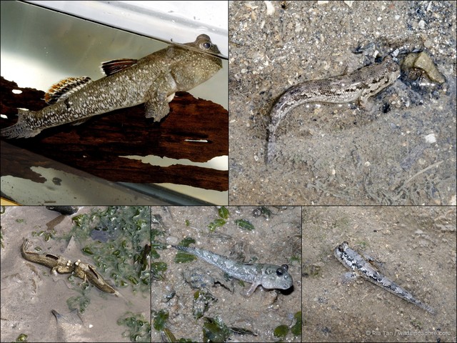 Periophthalmus walailakae