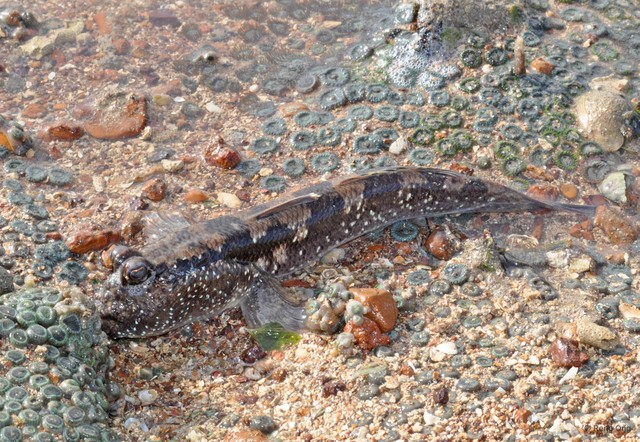 Periophthalmus walailakae