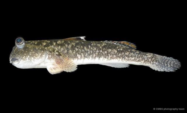 Periophthalmus walailakae