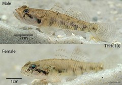 Pseudogobiopsis oligactis