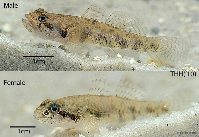Pseudogobiopsis oligactis • © Tan Heok Hui • All Rights Reserved