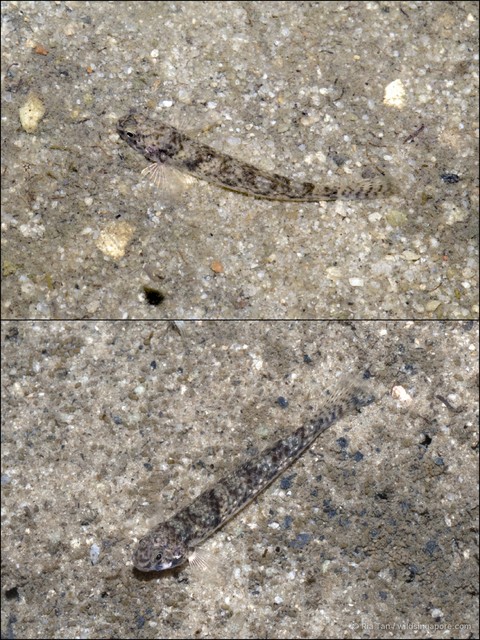 Pseudogobius poicilosoma