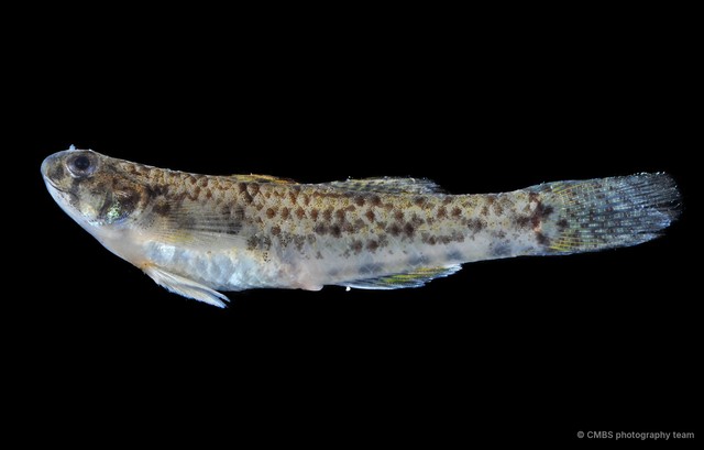 Pseudogobius poicilosoma