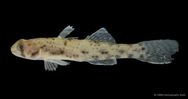 Pseudogobius poicilosoma • © CMBS photography team • All Rights Reserved