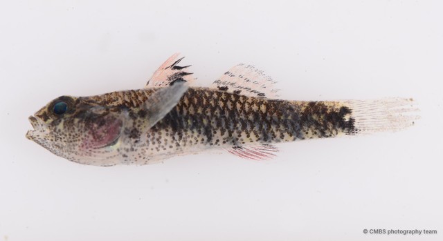 Redigobius bikolanus • © CMBS photography team • All Rights Reserved