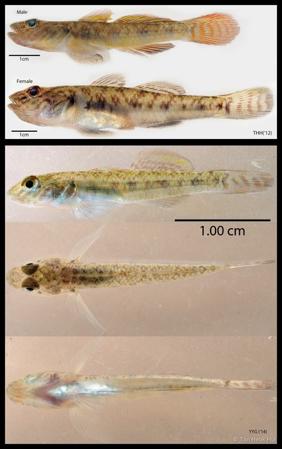 Rhinogobius similis • © Tan Heok Hui • All Rights Reserved