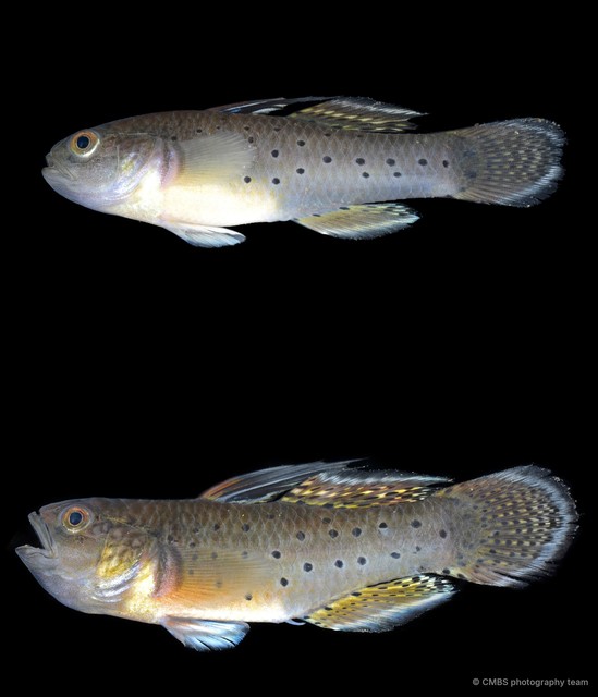 Stigmatogobius sadanundio • © CMBS photography team • All Rights Reserved