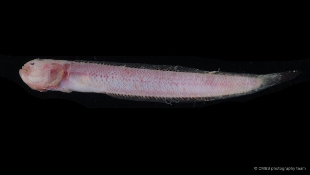 Trypauchen vagina