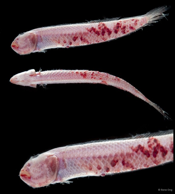 Trypauchenichthys sumatrensis • © Rene Ong • All Rights Reserved