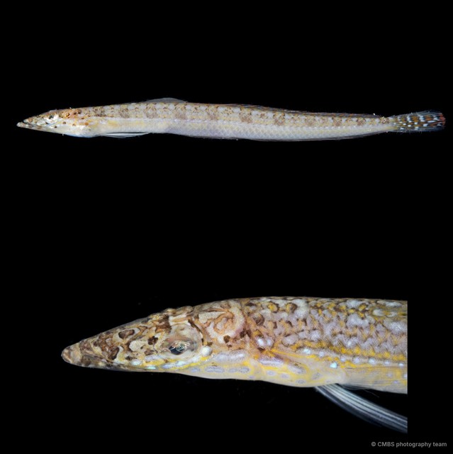 Trichonotidae sp. "SS-2494B" • © CMBS photography team • All Rights Reserved