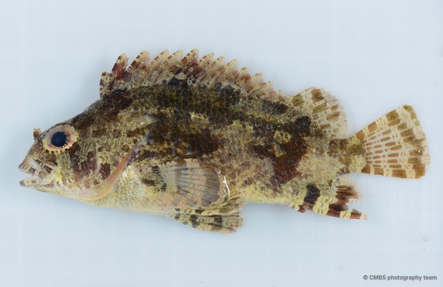 Centrogenys vaigiensis • © CMBS photography team • All Rights Reserved