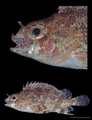 Centrogenys vaigiensis • © CMBS photography team • All Rights Reserved