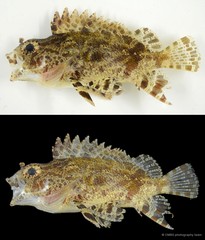 Centrogenys vaigiensis • © CMBS photography team • All Rights Reserved
