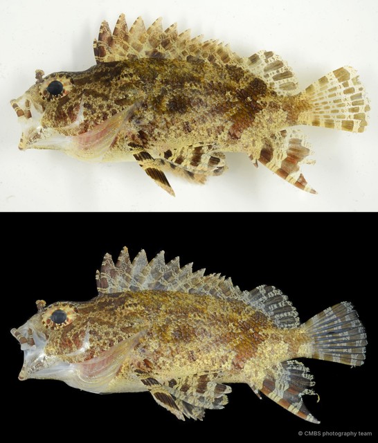 Centrogenys vaigiensis