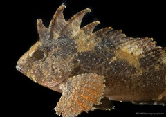 Centrogenys vaigiensis • © CMBS photography team • All Rights Reserved