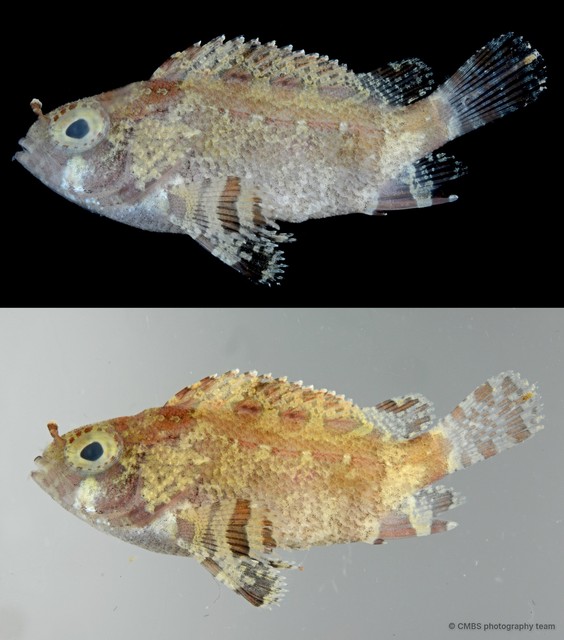Centrogenys vaigiensis