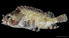 Centrogenys vaigiensis • © CMBS photography team • All Rights Reserved