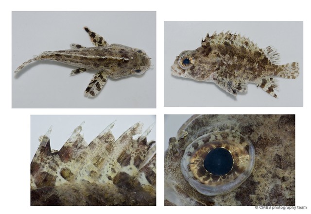 Centrogenys vaigiensis