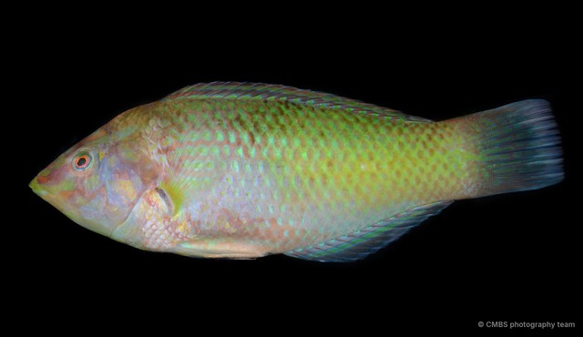Labridae sp. "SS-3712" • © CMBS photography team • All Rights Reserved