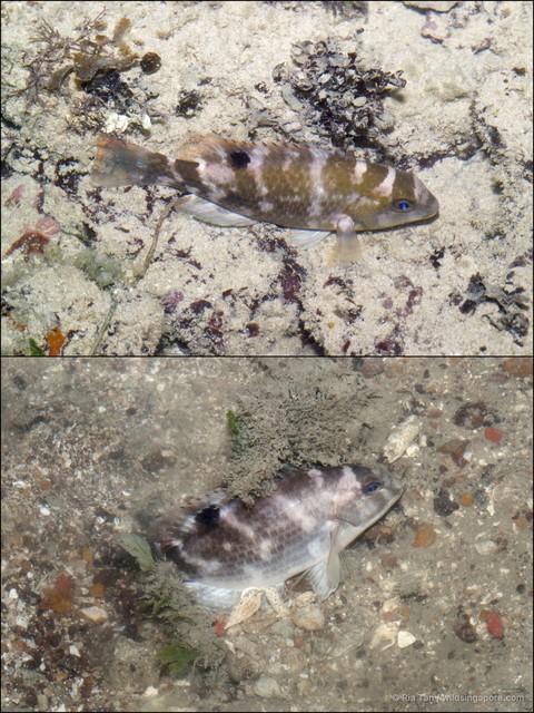 Choerodon schoenleinii