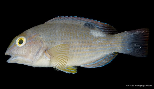 Choerodon schoenleinii • © CMBS photography team • All Rights Reserved