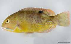 Choerodon schoenleinii • © CMBS photography team • All Rights Reserved