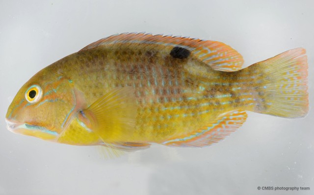 Choerodon schoenleinii