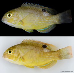 Choerodon schoenleinii • © CMBS photography team • All Rights Reserved