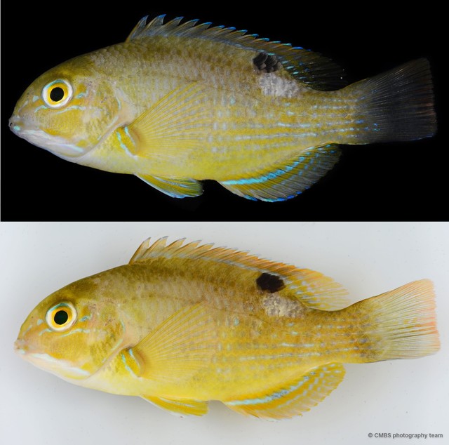 Choerodon schoenleinii